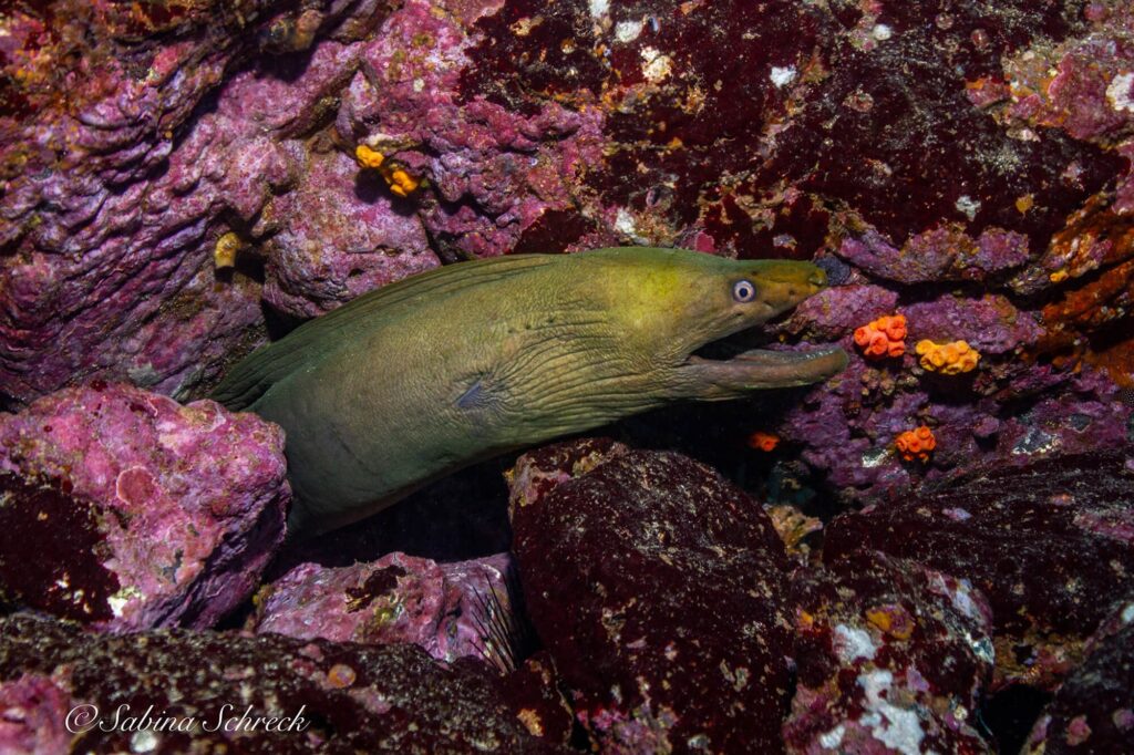 imgi_166_moray