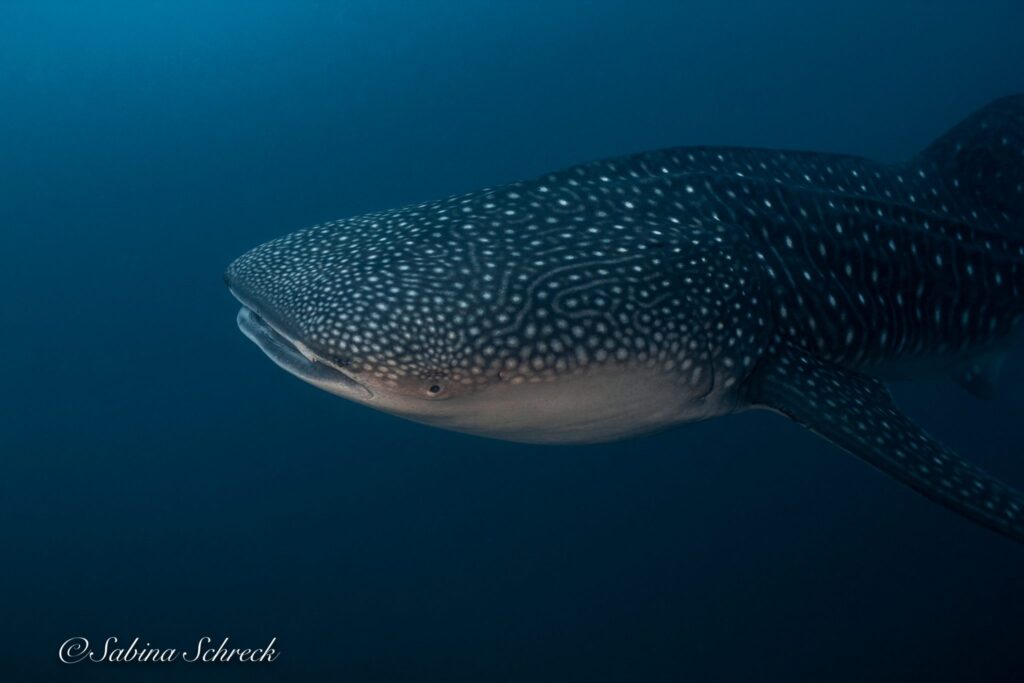 imgi_170_Coiba-whaleshark-2048×1365