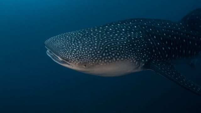 imgi_170_Coiba-whaleshark-2048×1365