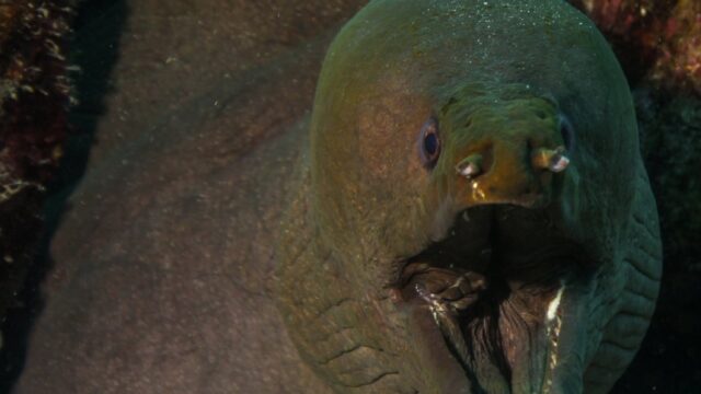 imgi_210_green-moray-1490×1536