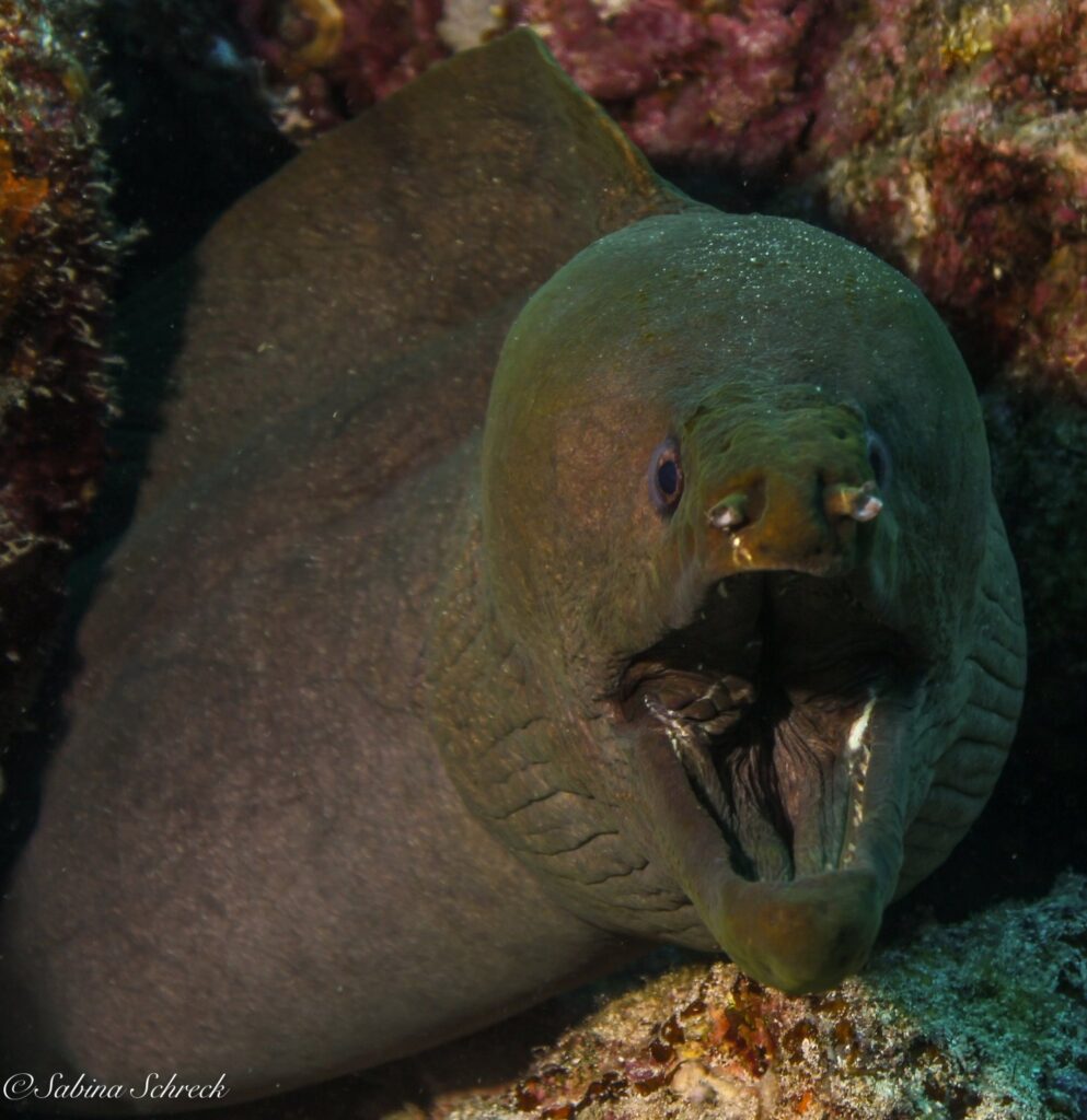 imgi_210_green-moray-1490×1536