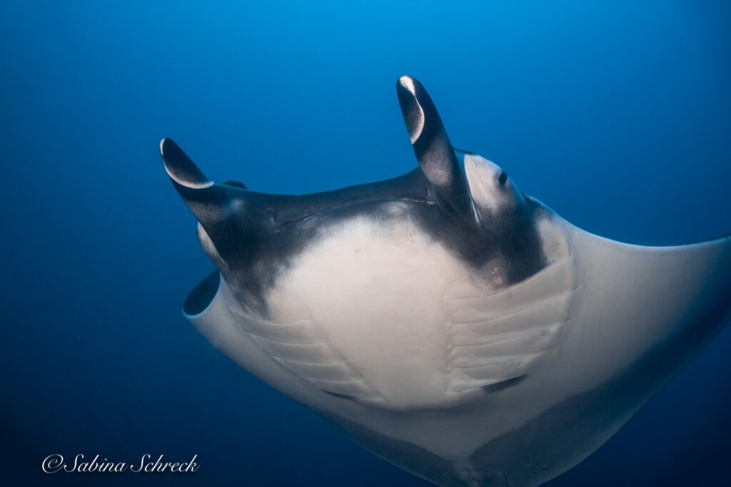 Scuba Coiba Diving Best