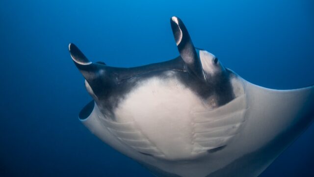 Scuba Coiba Diving Best