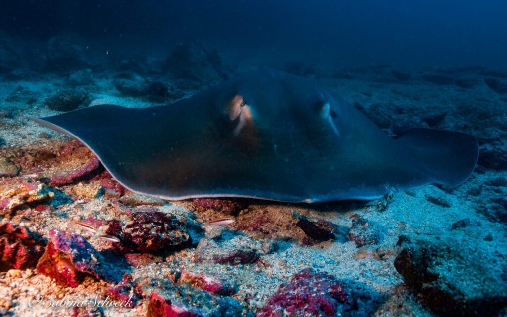 imgi_248_Coiba-stingray-2048×1282