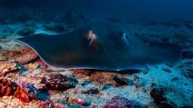 imgi_248_Coiba-stingray-2048×1282