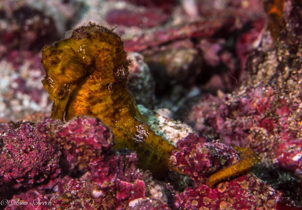 imgi_258_seahorse2-2048×1426