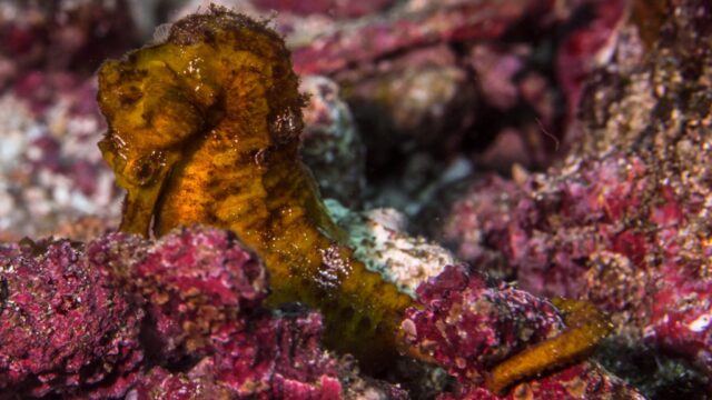 imgi_258_seahorse2-2048×1426
