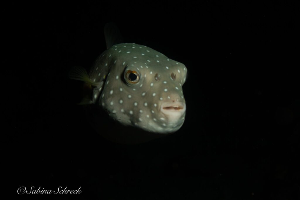 imgi_380_Coiba-puffer-2048×1365