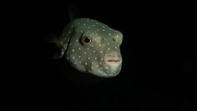imgi_380_Coiba-puffer-2048×1365