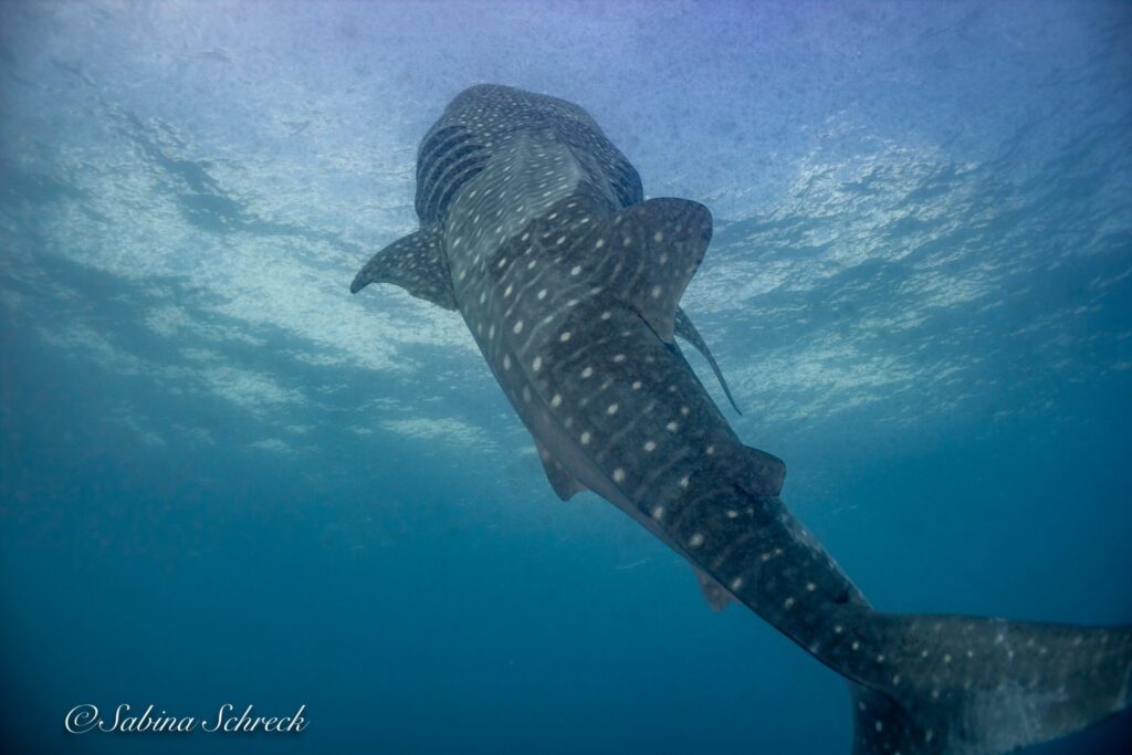 imgi_386_Coiba-whaleshark-1-2048×1365