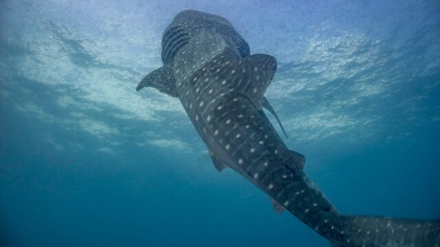 imgi_386_Coiba-whaleshark-1-2048×1365