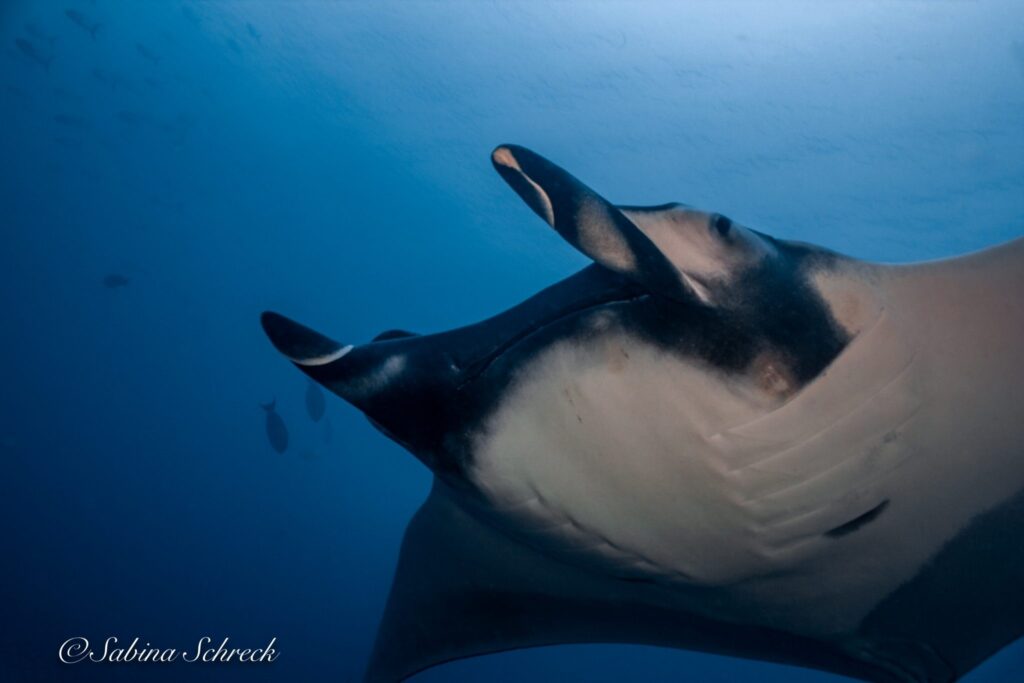 Coiba Dive Safari – Multi-Day Expedition for Certified Divers