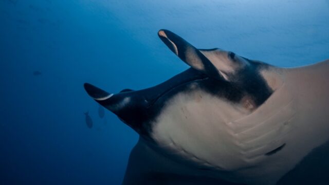 Coiba Dive Safari – Multi-Day Expedition for Certified Divers