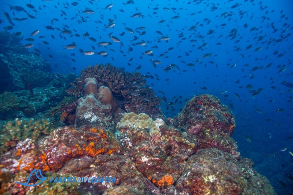 imgi_421_scissor-tails-school-seascape-1536×1024