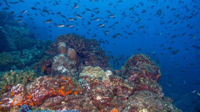 imgi_421_scissor-tails-school-seascape-1536×1024