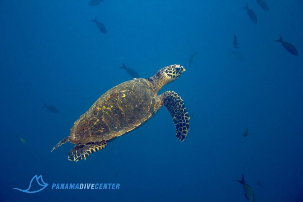 imgi_433_turtle-1536×1024