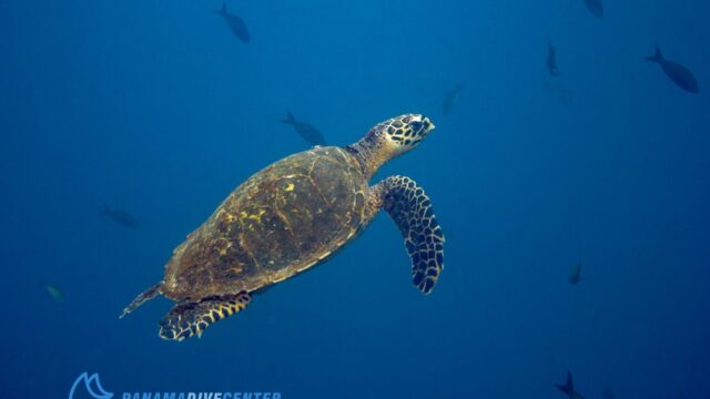 imgi_433_turtle-1536×1024