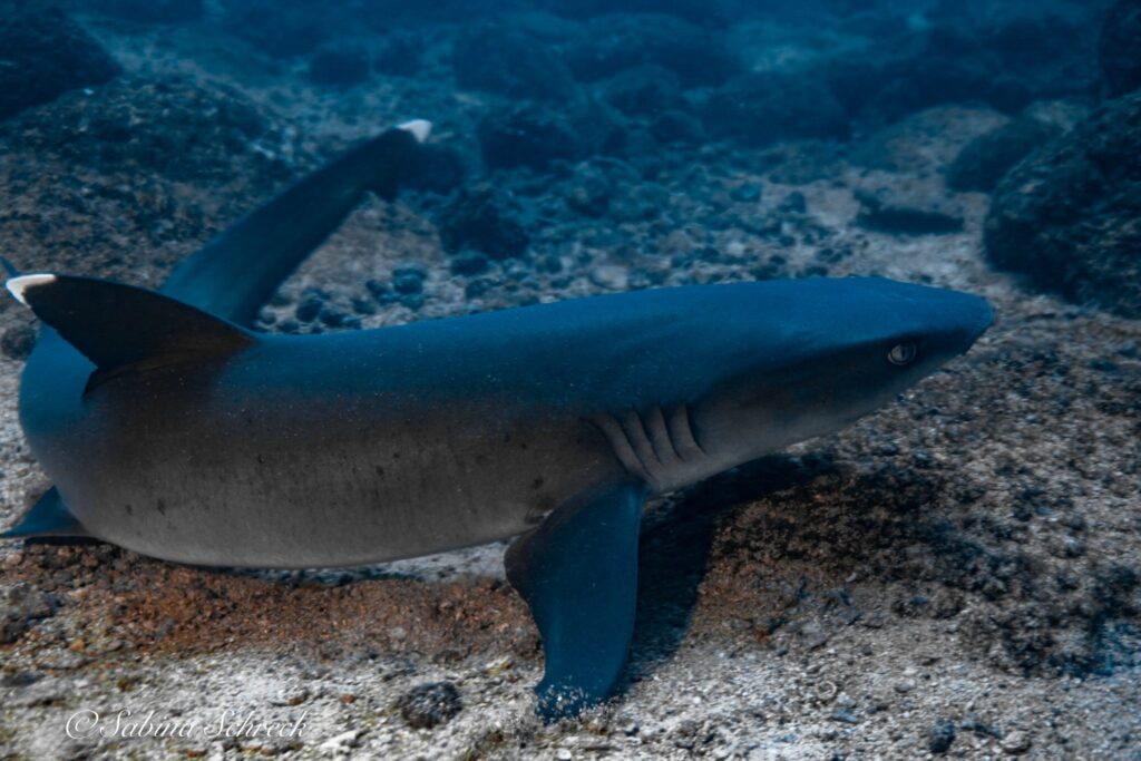 imgi_440_white-tip-shark-2048×1365