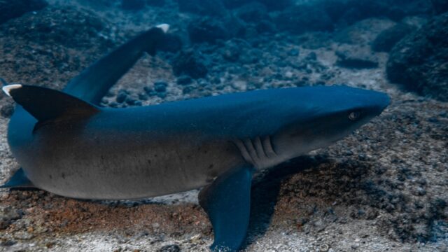 imgi_440_white-tip-shark-2048×1365