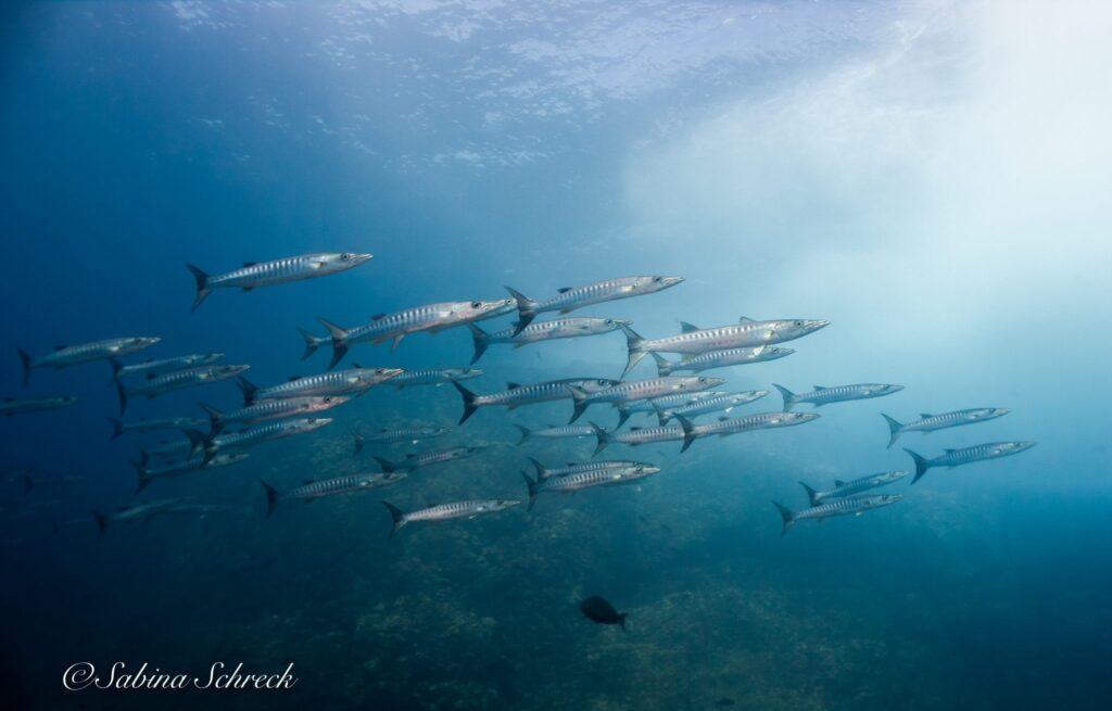 imgi_446_Coiba-barracudas-2048×1309