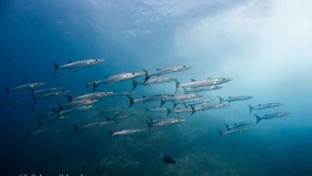 imgi_446_Coiba-barracudas-2048×1309