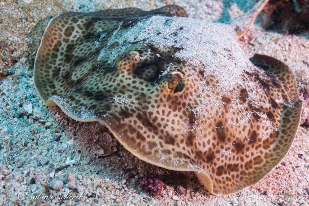 imgi_452_Coiba-round-stingray-2048×1365