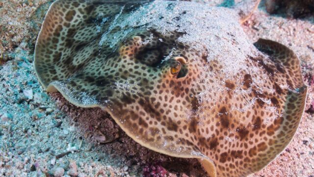 imgi_452_Coiba-round-stingray-2048×1365
