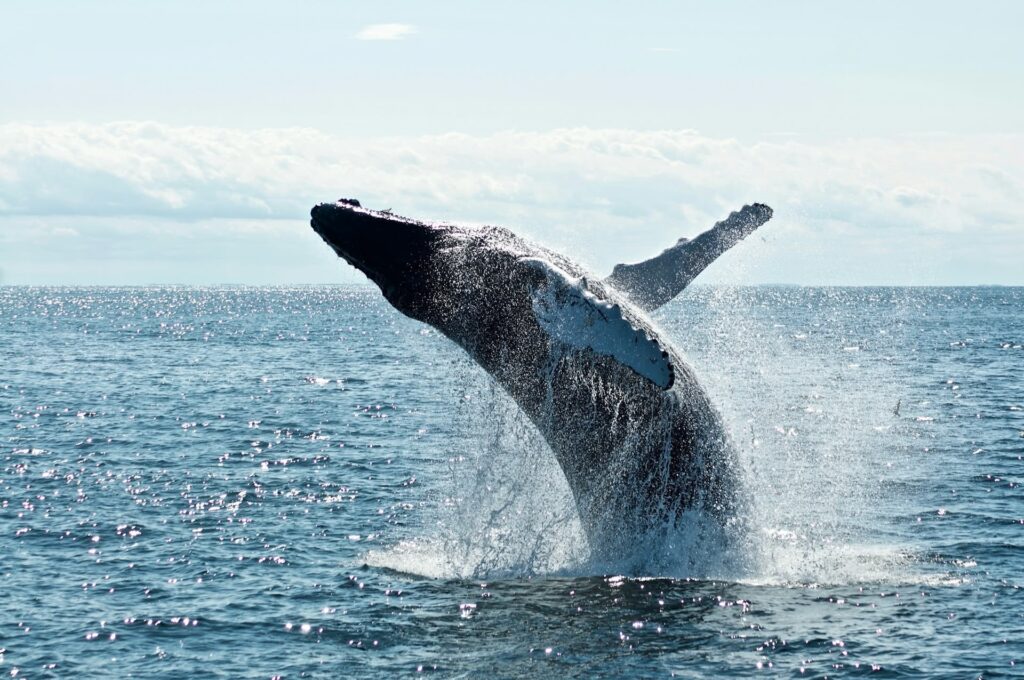 Humpback whales surfacing off Coiba Island Panama