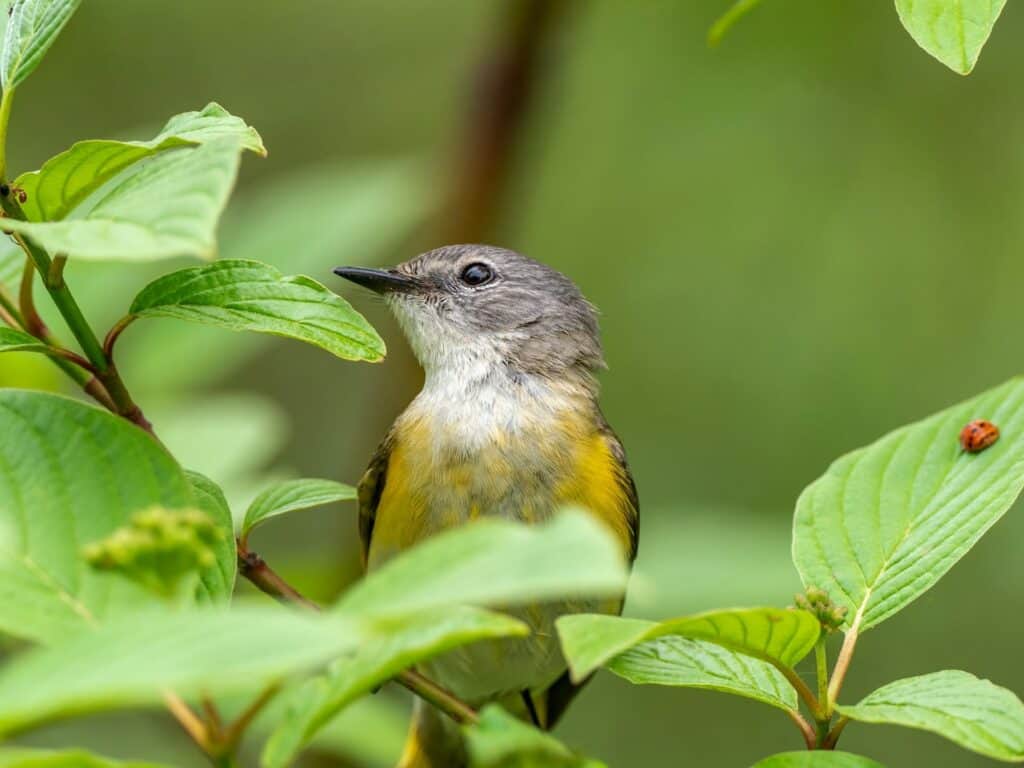 Birdwatching Coiba