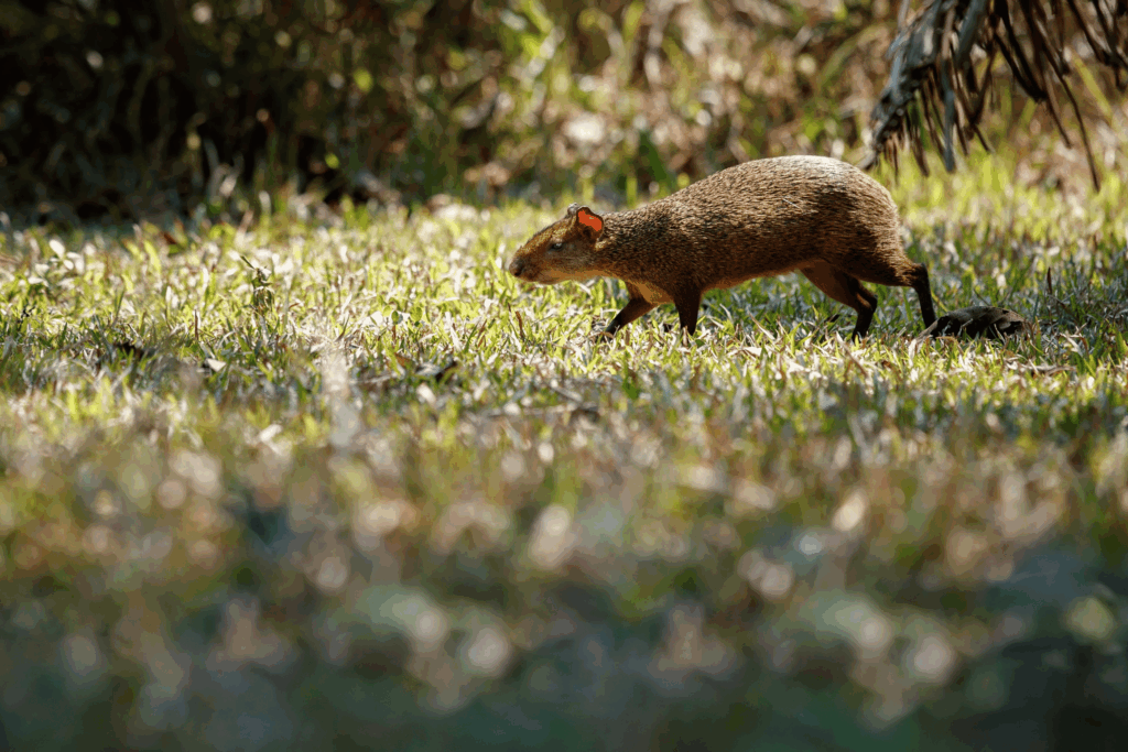 Coiba agouti foraging on forest floor