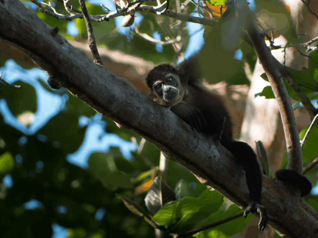Coiba howler monkey in tropical forest