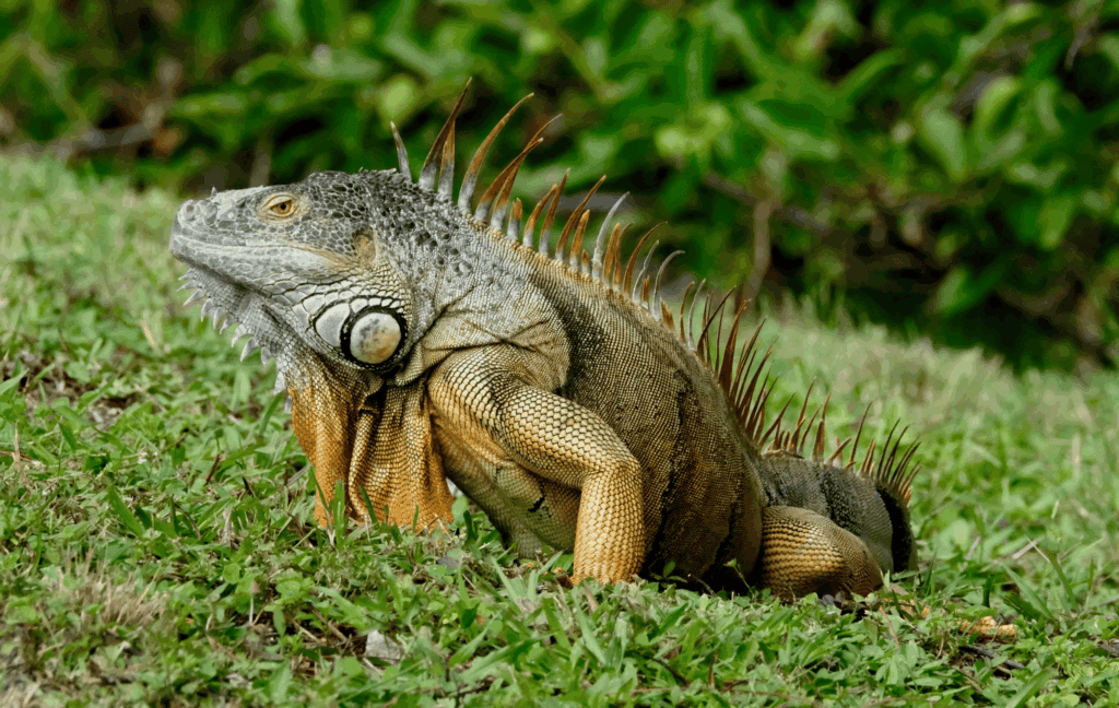 Iguana basking on rocks near Coiba shoreline