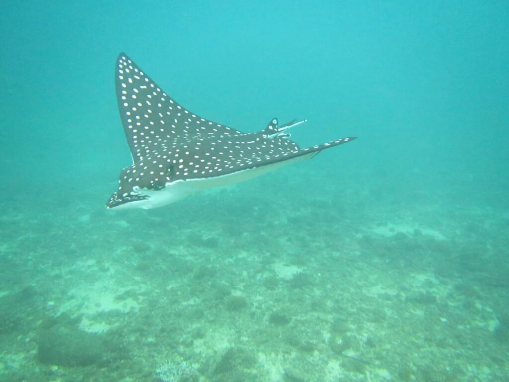Coiba Island Tortugas