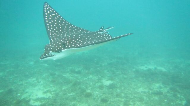 Coiba Island Tortugas