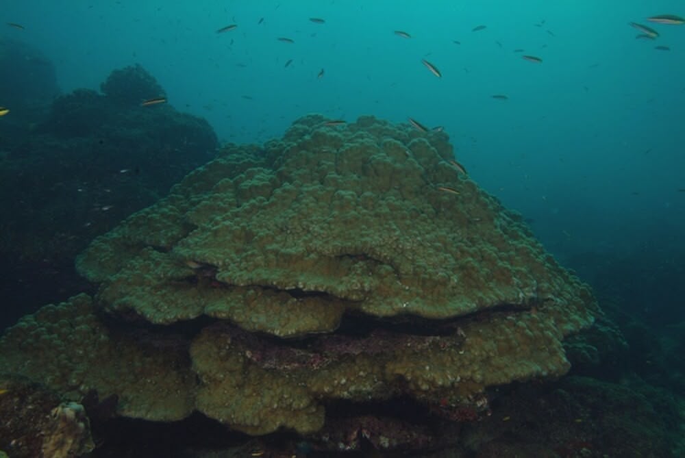 Coiba National Park and its Special Zone of Marine Protection