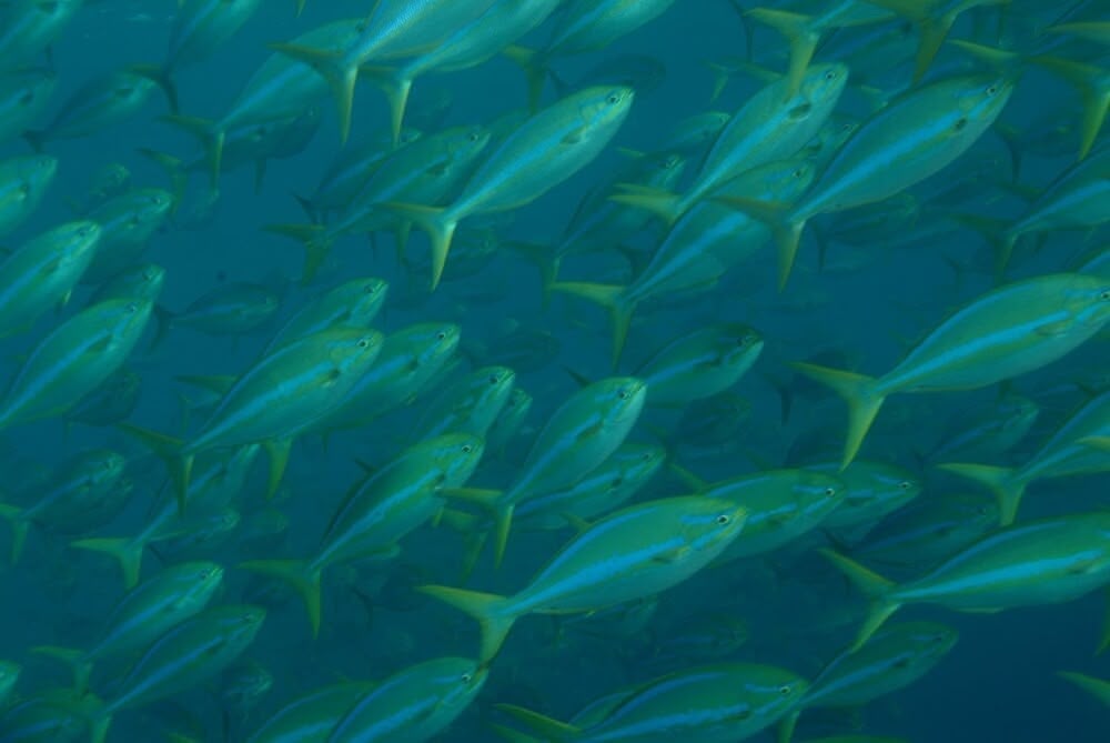 Coiba National Park ocean