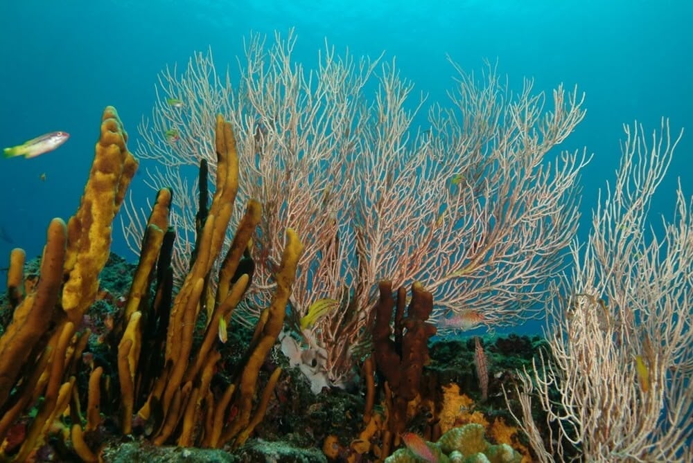 Coiba National Park panama