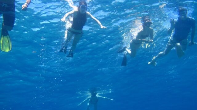 Dolphin & Whale Watching – Coiba Marine Life Adventure