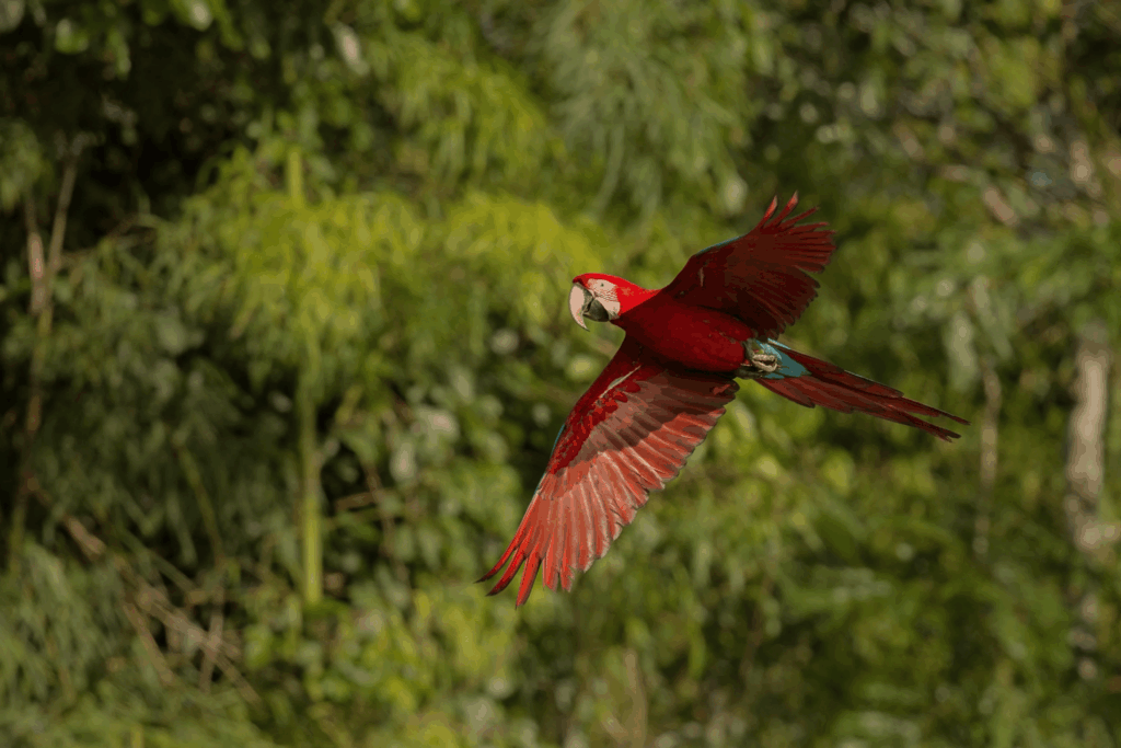 Coiba Island Life Wild