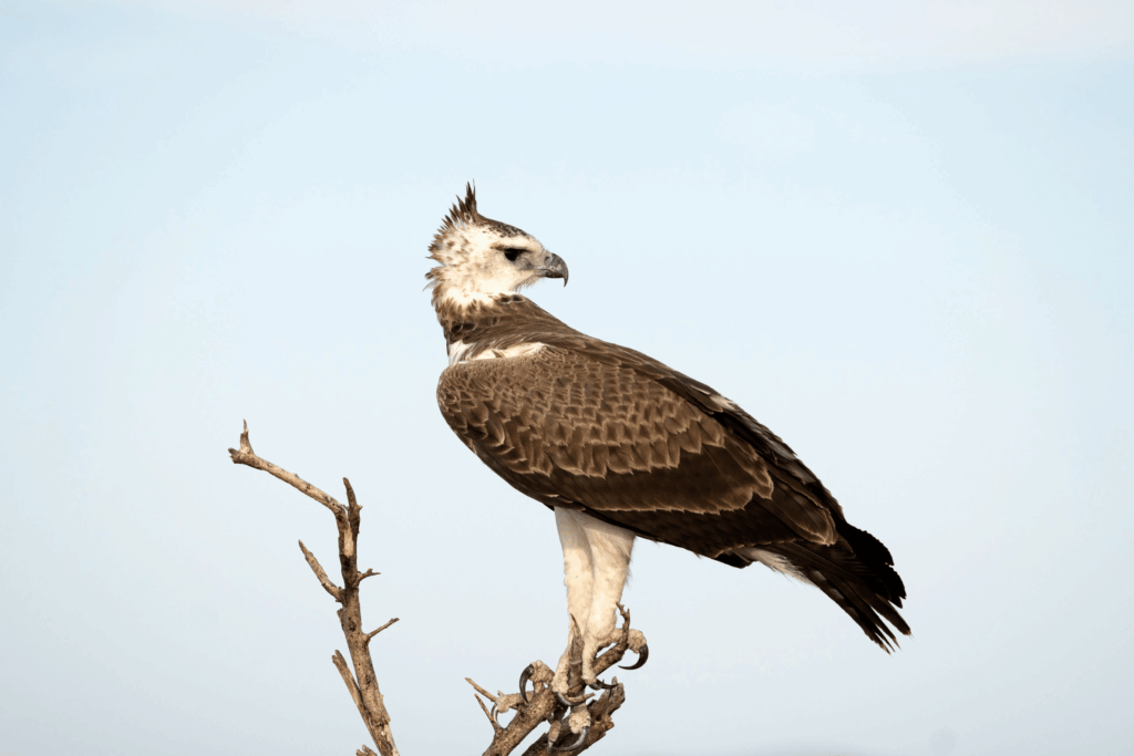 Crested eagle perched above Coiba rainforest canopy
