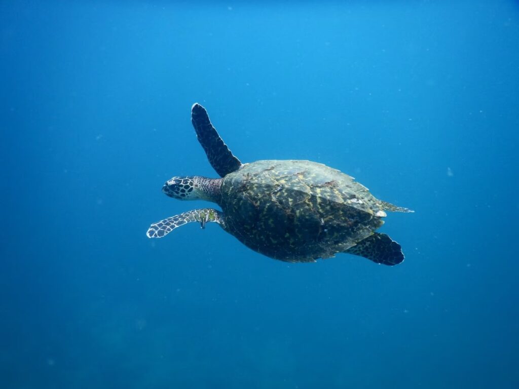 Sea turtle swimming over reef in Coiba National Park