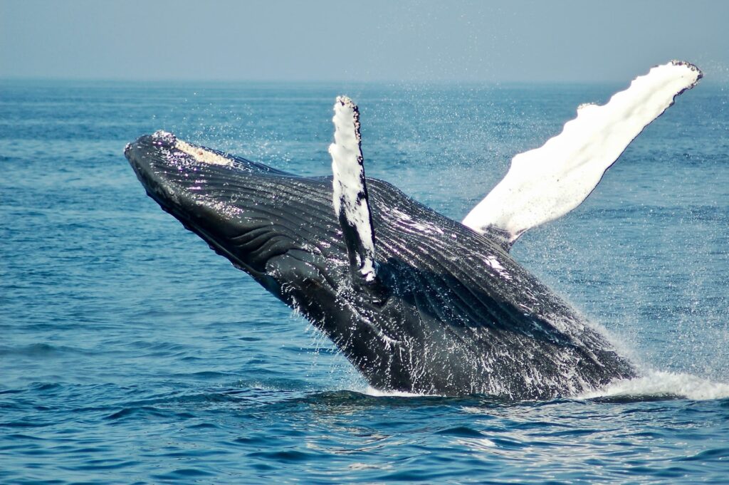 Best Time for Whale Watching in Coiba