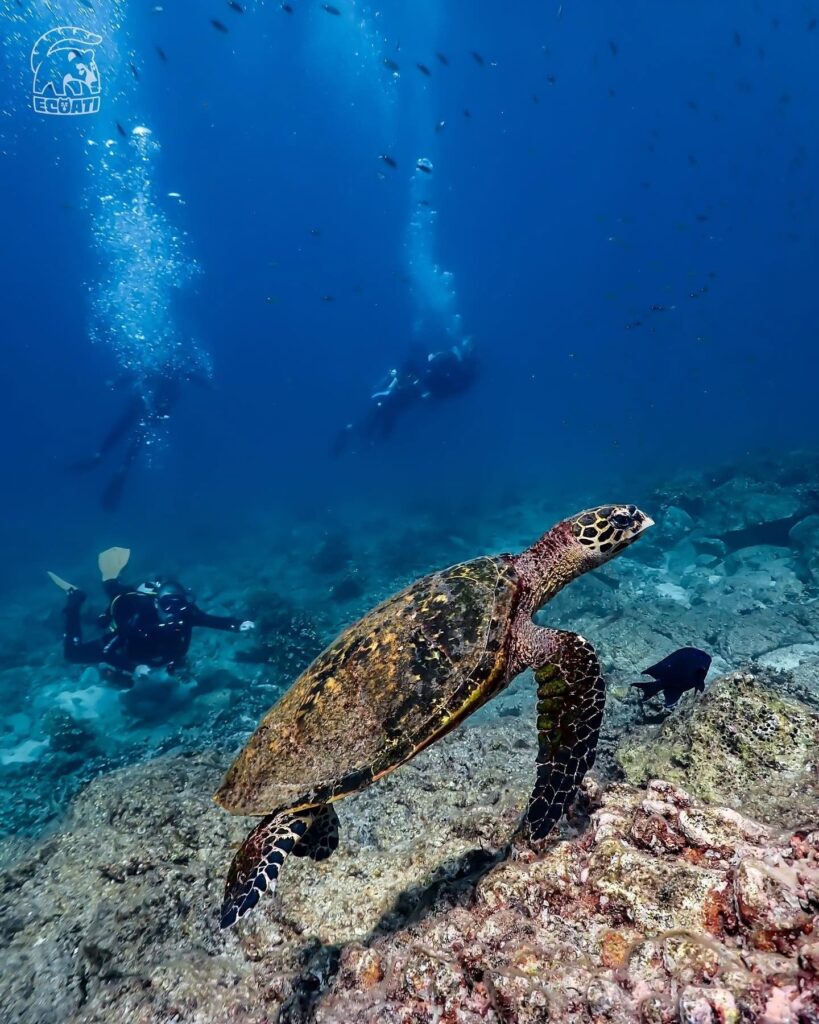 Dolphins bow-riding in front of Coiba tour boat