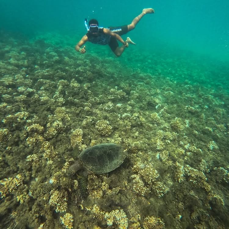 Humpback whale tail splash near Coiba Island Panama