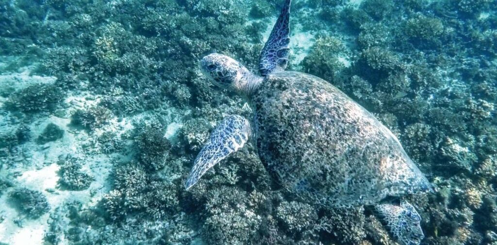 Underwater scene with divers and reef at Coiba Island