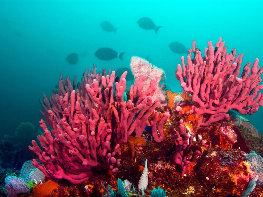 Divers preparing gear on Coiba dive boat