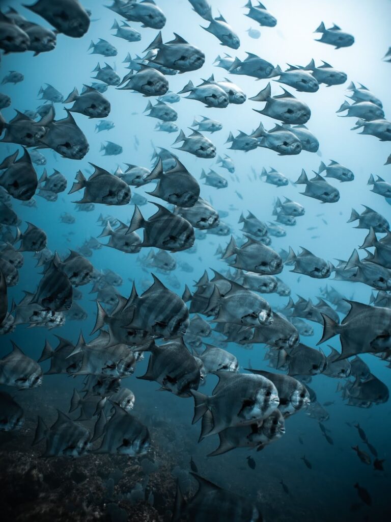 Reef shark swimming over rocky bottom in Coiba National Park