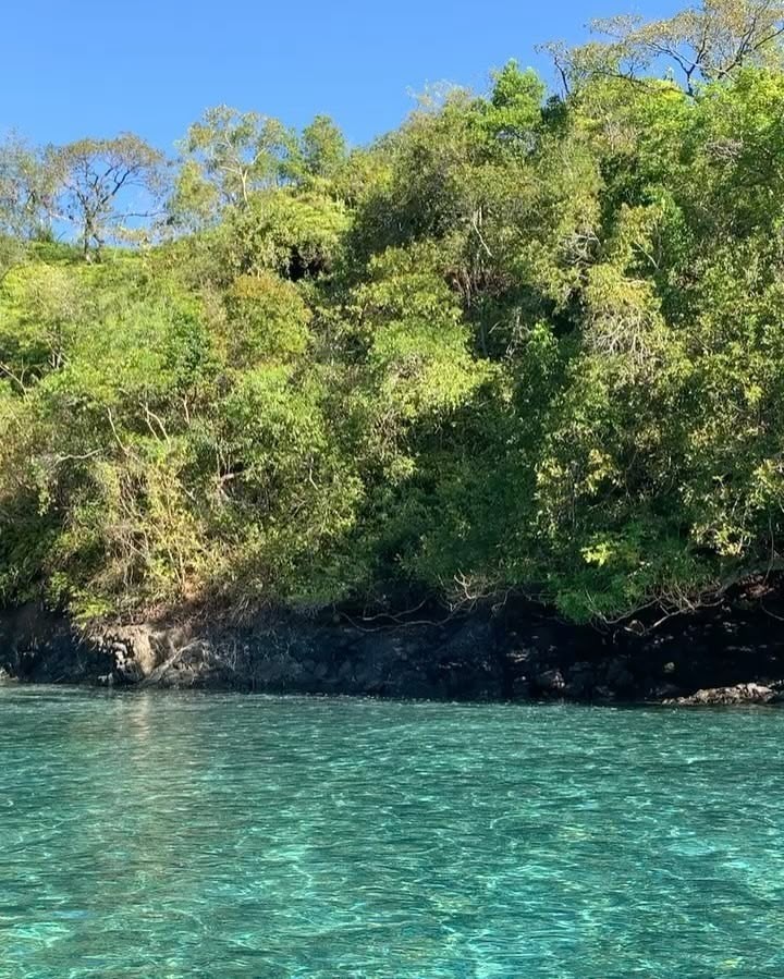 Scarlet macaw perched in forest near Coiba Island