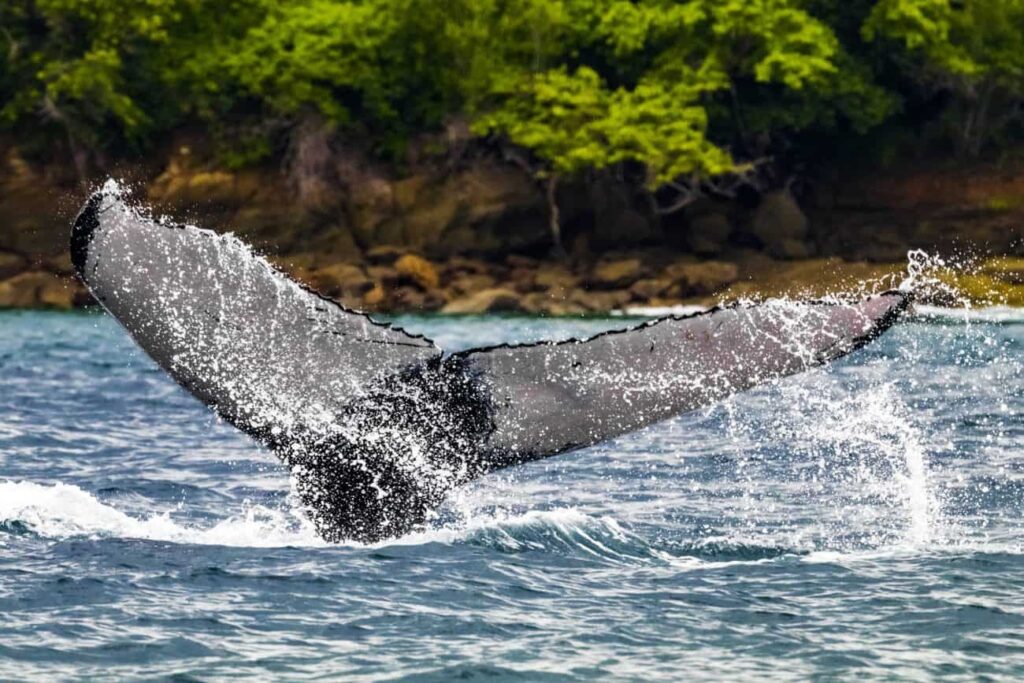 Whales Ballena Coiba