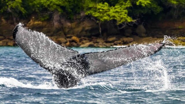 Whales Ballena Coiba